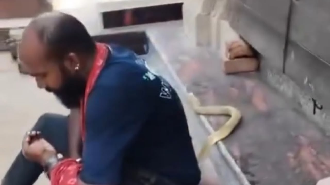 Influenciador indiano morre após ser picado por cobra durante gravação de vídeo
